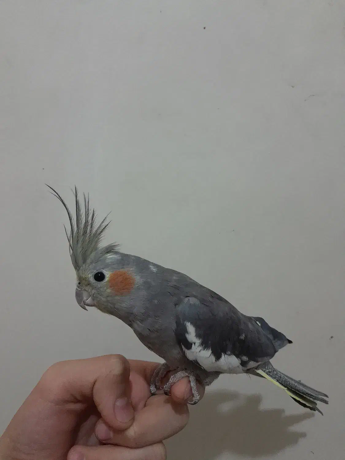 یک عدد عروس هلندی ۶ ماهه سینامون رام و چلوندی|پرنده|تهران, افسریه شمالی|دیوار