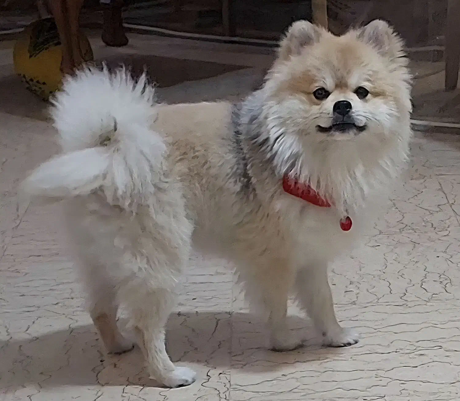 سگ پامرین|سگ|تهران, تهرانپارس غربی|دیوار