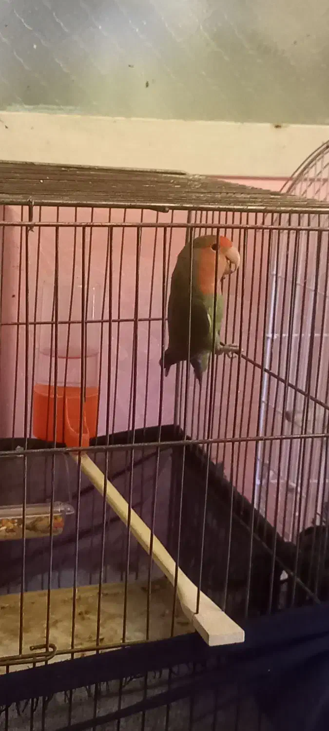 برزیلی طوطی|پرنده|شوشتر, |دیوار