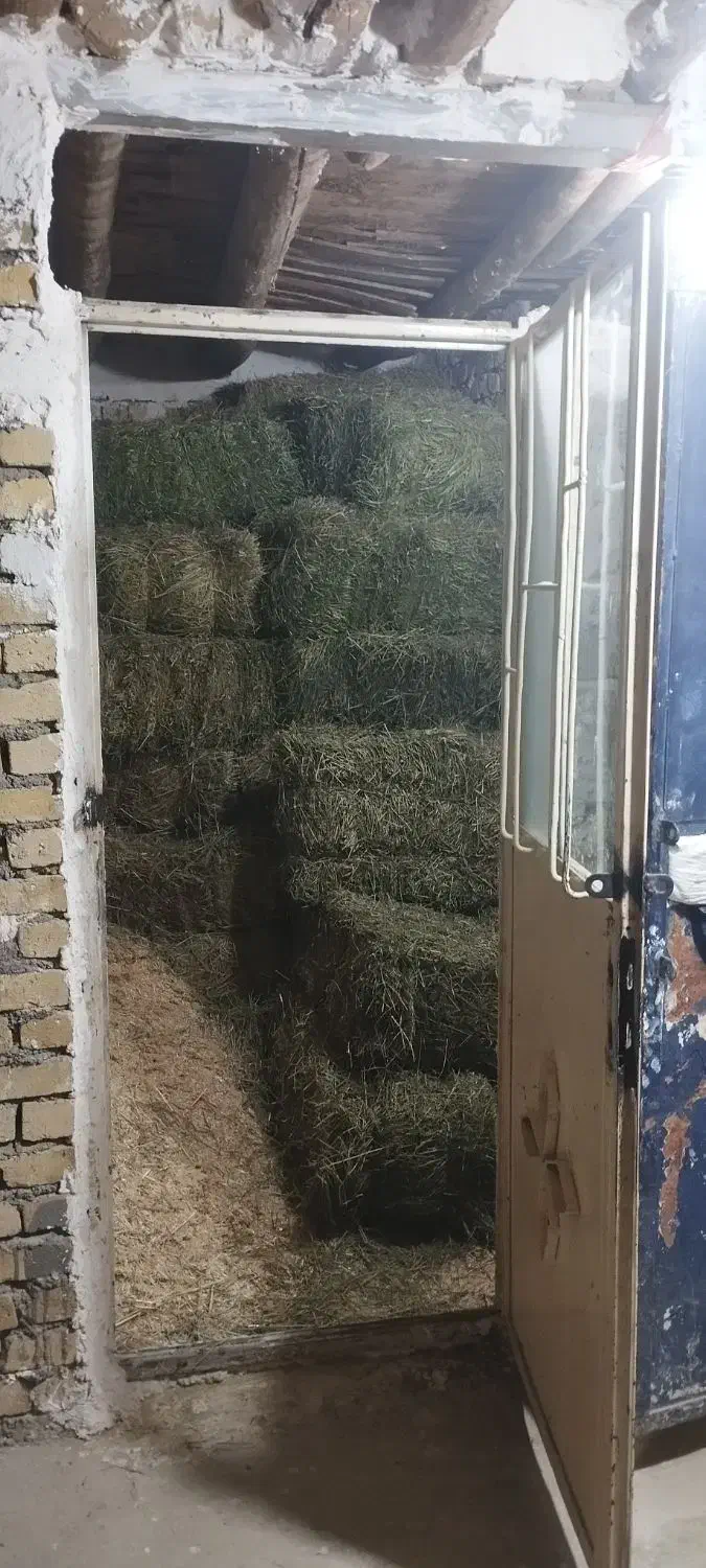 یونجه|لوازم جانبی حیوانات|دورود, |دیوار