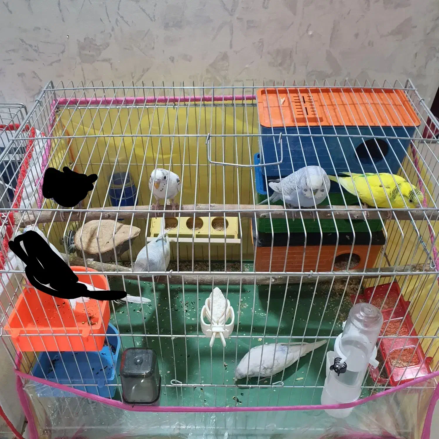 مرغ عشق با رنگبندی زیبا|پرنده|شیراز, کوشک میدان|دیوار