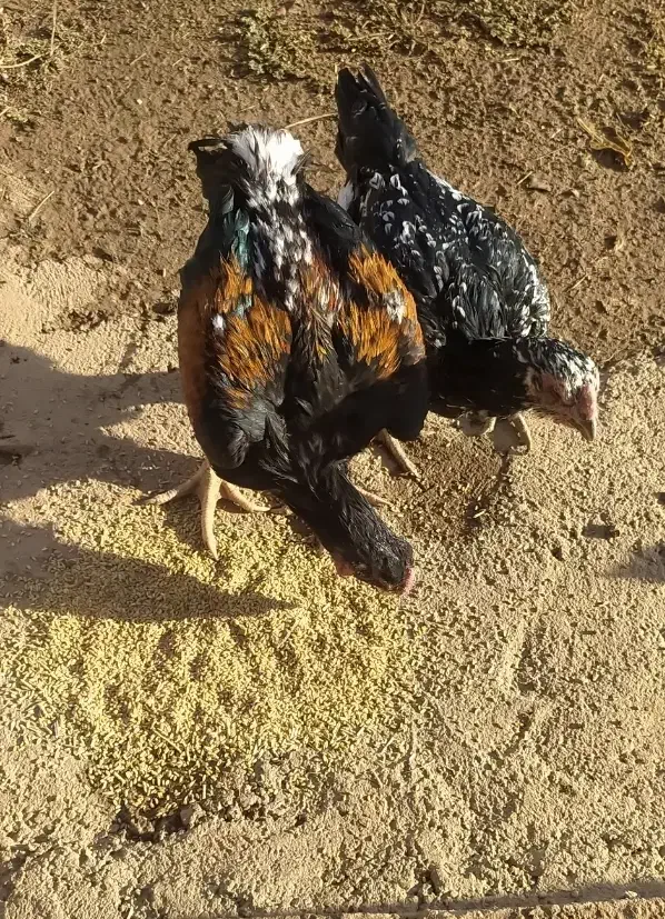 مرغ و خروس لاری|حیوانات مزرعه|کوهدشت, |دیوار