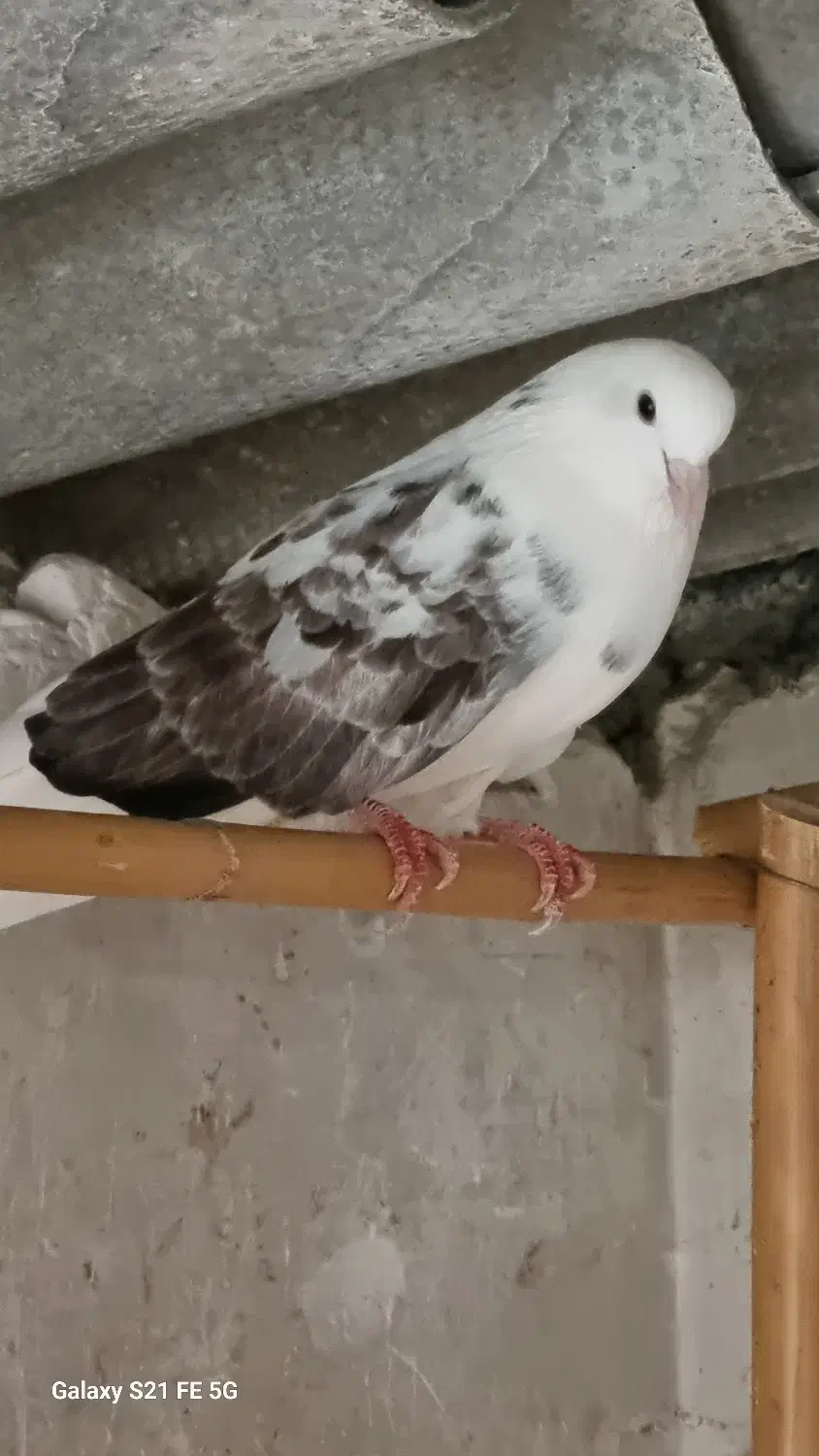 کبوتر دانه ای 250 یک کلمه|پرنده|نکا, |دیوار