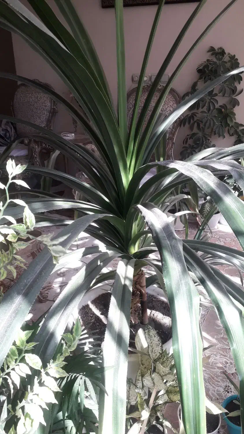 گل پانداتوس|گل و گیاه طبیعی|گلبهار, شهر جدید گلبهار|دیوار