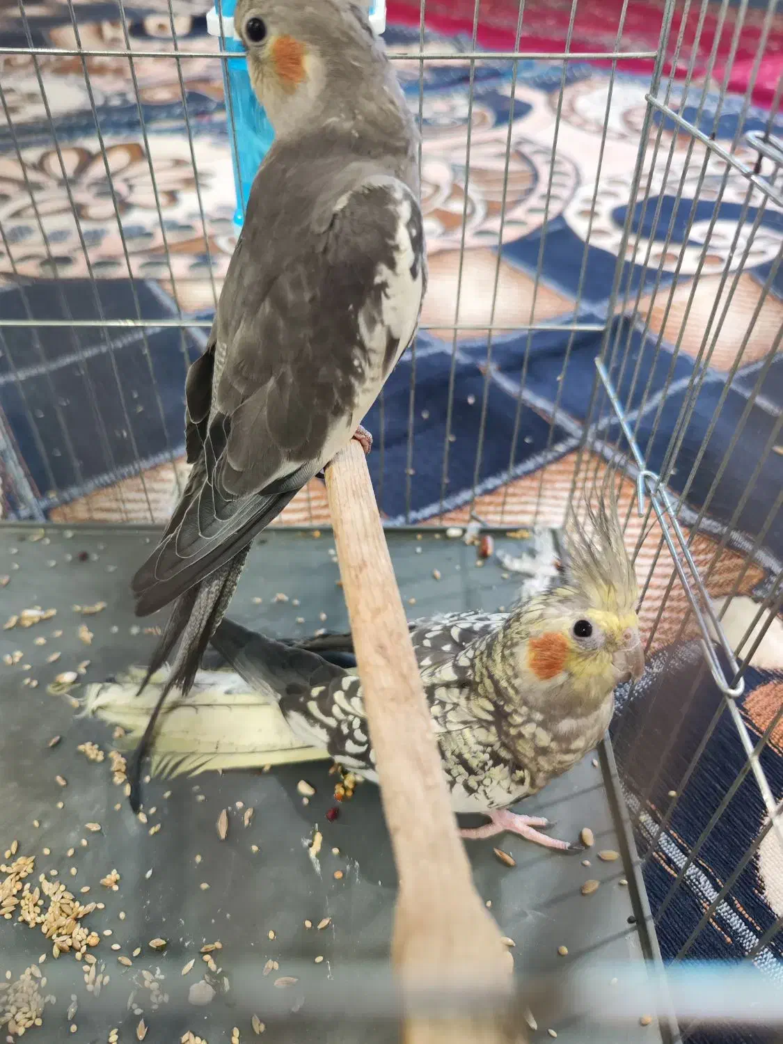 عروس پاریس هلندی جفت|پرنده|سوسنگرد, |دیوار