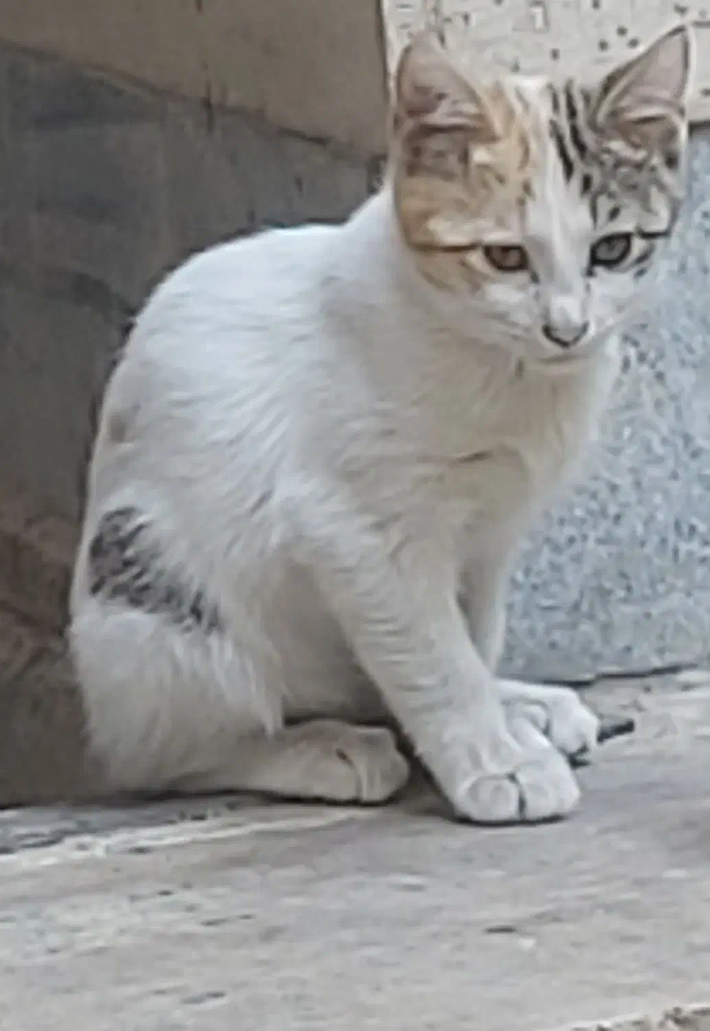 ۵ بچه گربه ملوس به همراه مادرشان واگذار می گردد|گربه|تهران, تختی|دیوار