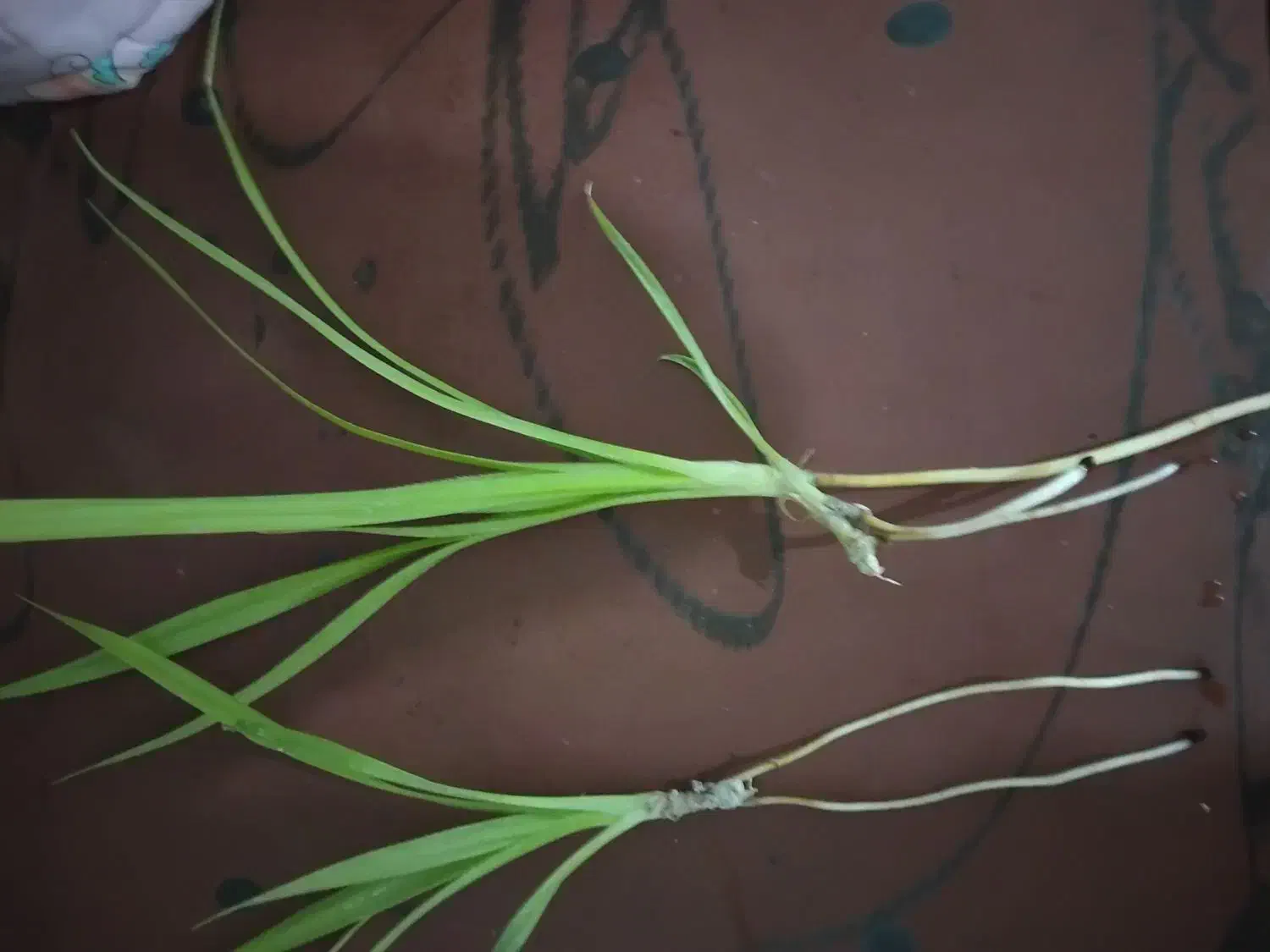 گل پاندانوس|گل و گیاه طبیعی|ایذه, |دیوار