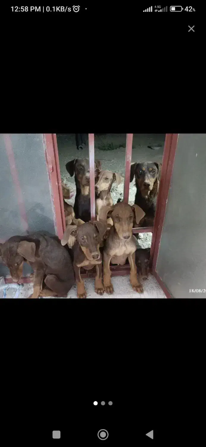 توله دوبرمن واگذاری|سگ|تربت جام, شهید نصرالهی|دیوار