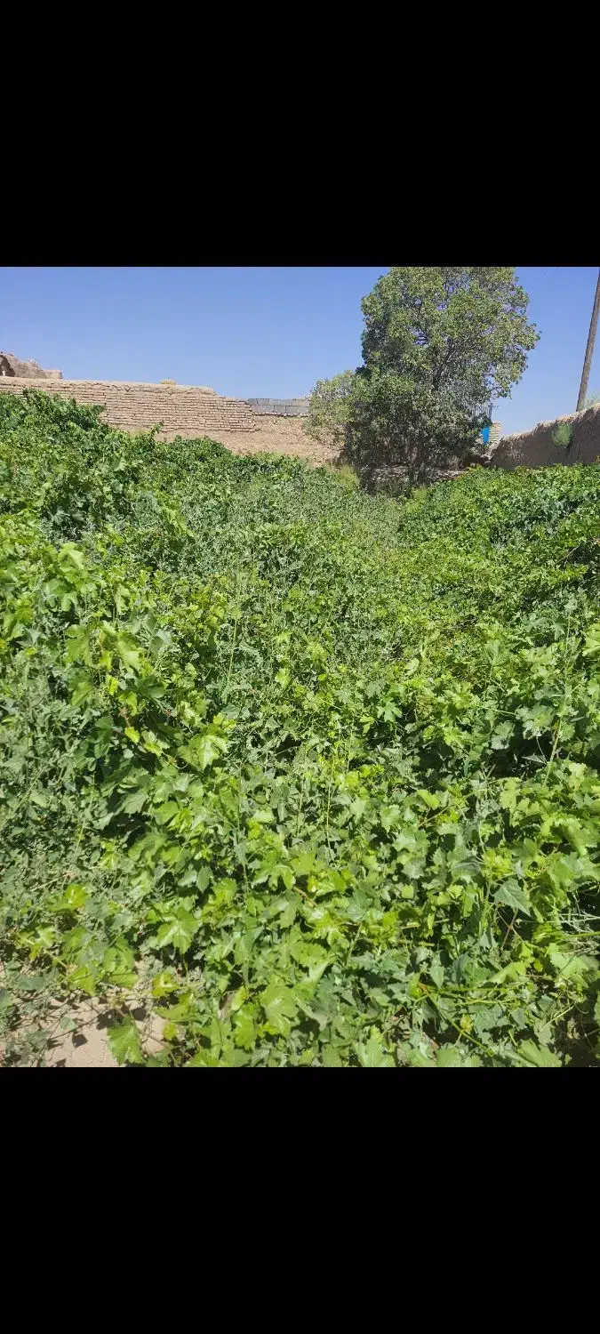 زمین باغی ومسکونی|فروش زمین و ملک کلنگی|اسحاق آباد, |دیوار