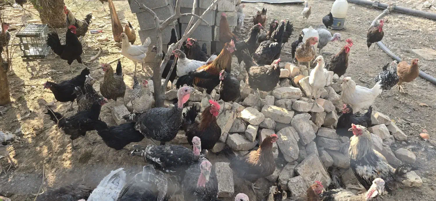 گله مرغ محلی جوان|حیوانات مزرعه|فسا, |دیوار