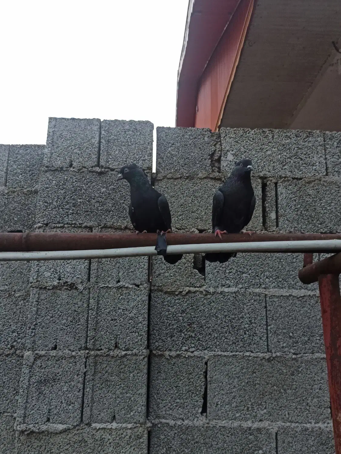 کبوتر|پرنده|رشت, حومه رشت|دیوار