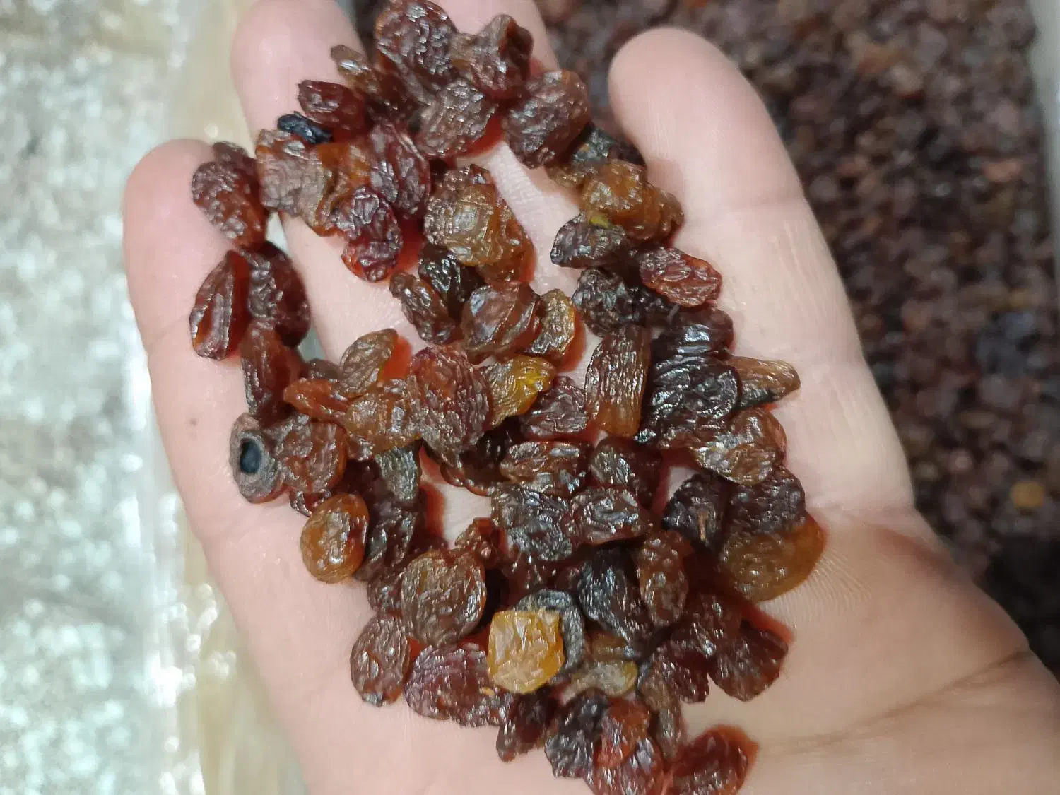 کشمش پلویی مطهر|خوردنی و آشامیدنی|قم, حاج زینل|دیوار