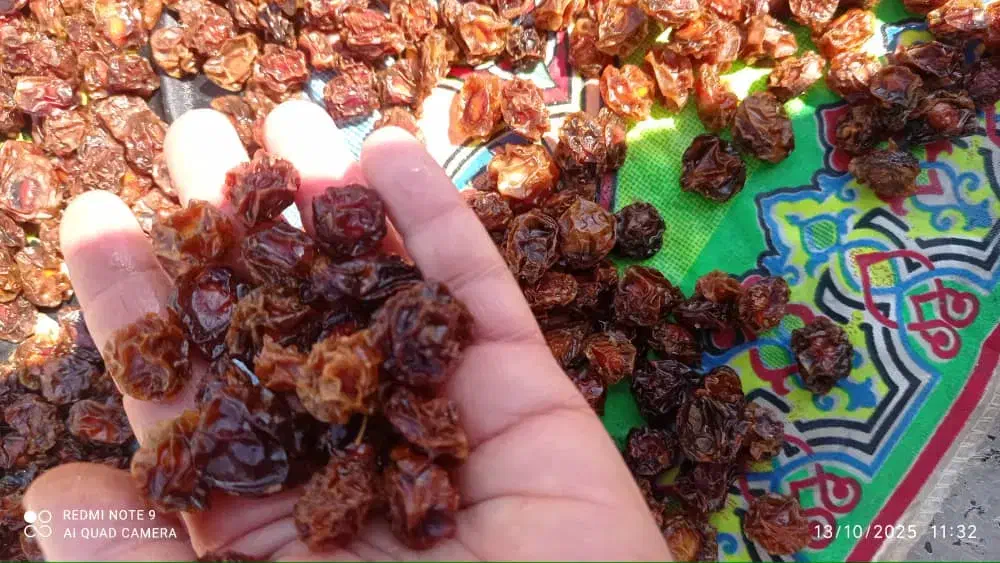 فروش آلو خشک درجه یک|خوردنی و آشامیدنی|شیراز, کوشک میدان|دیوار