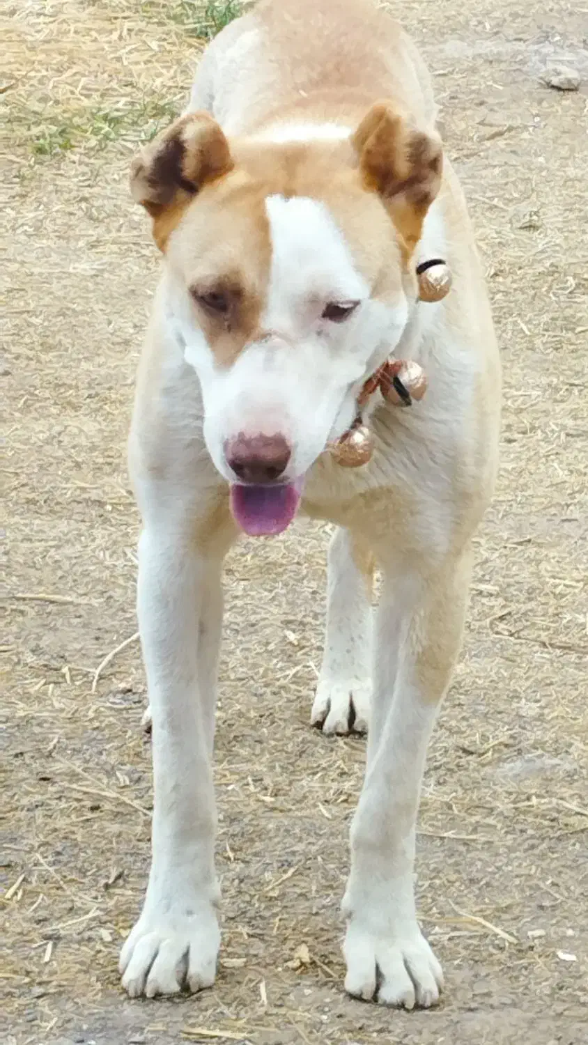 سگ گله|حیوانات|تربت جام, شهید مدرس|دیوار