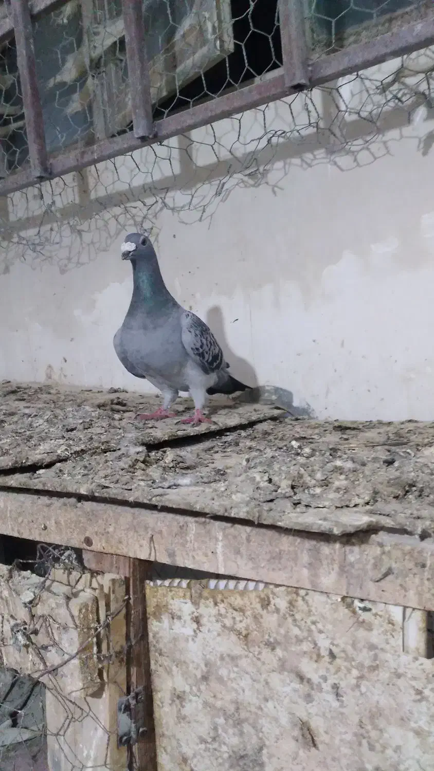 ده تا سبز مسافتی آخر کبوتر|پرنده|کرج, باغ سیب|دیوار