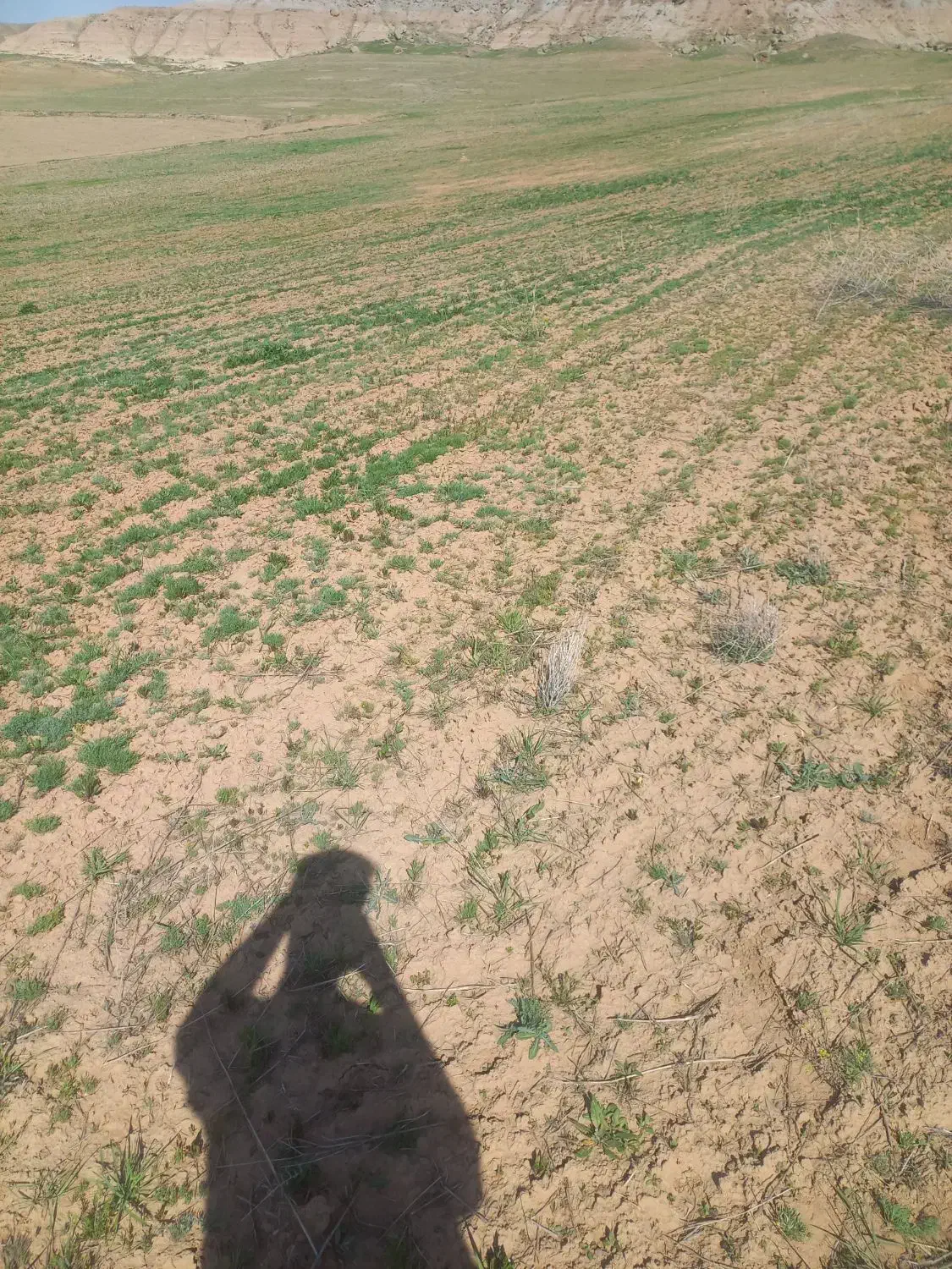 زمین کشاورزی|فروش زمین و ملک کلنگی|خواجه, |دیوار