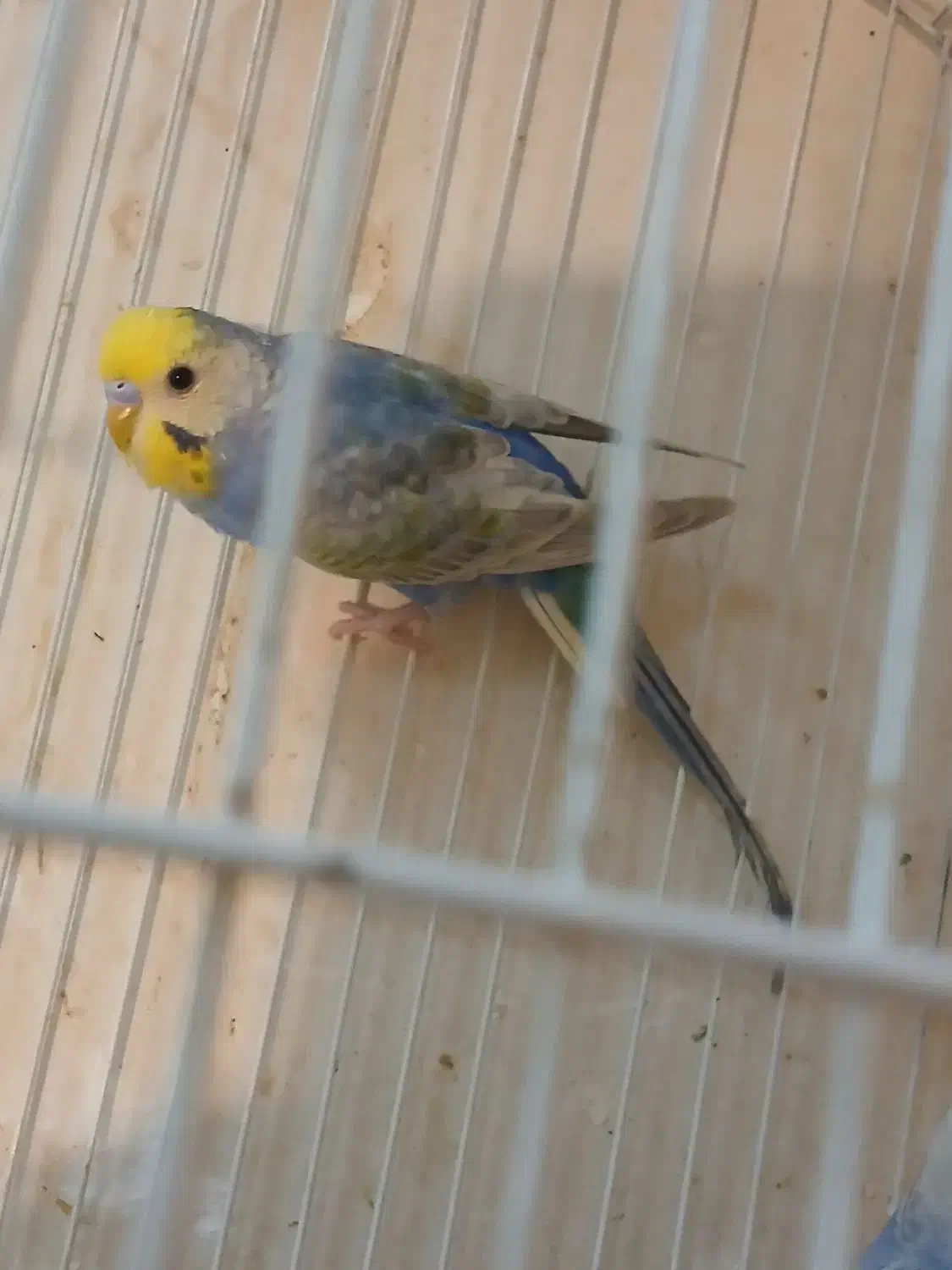 مرغ عشق رینبو درجه یک|پرنده|آبادان, |دیوار