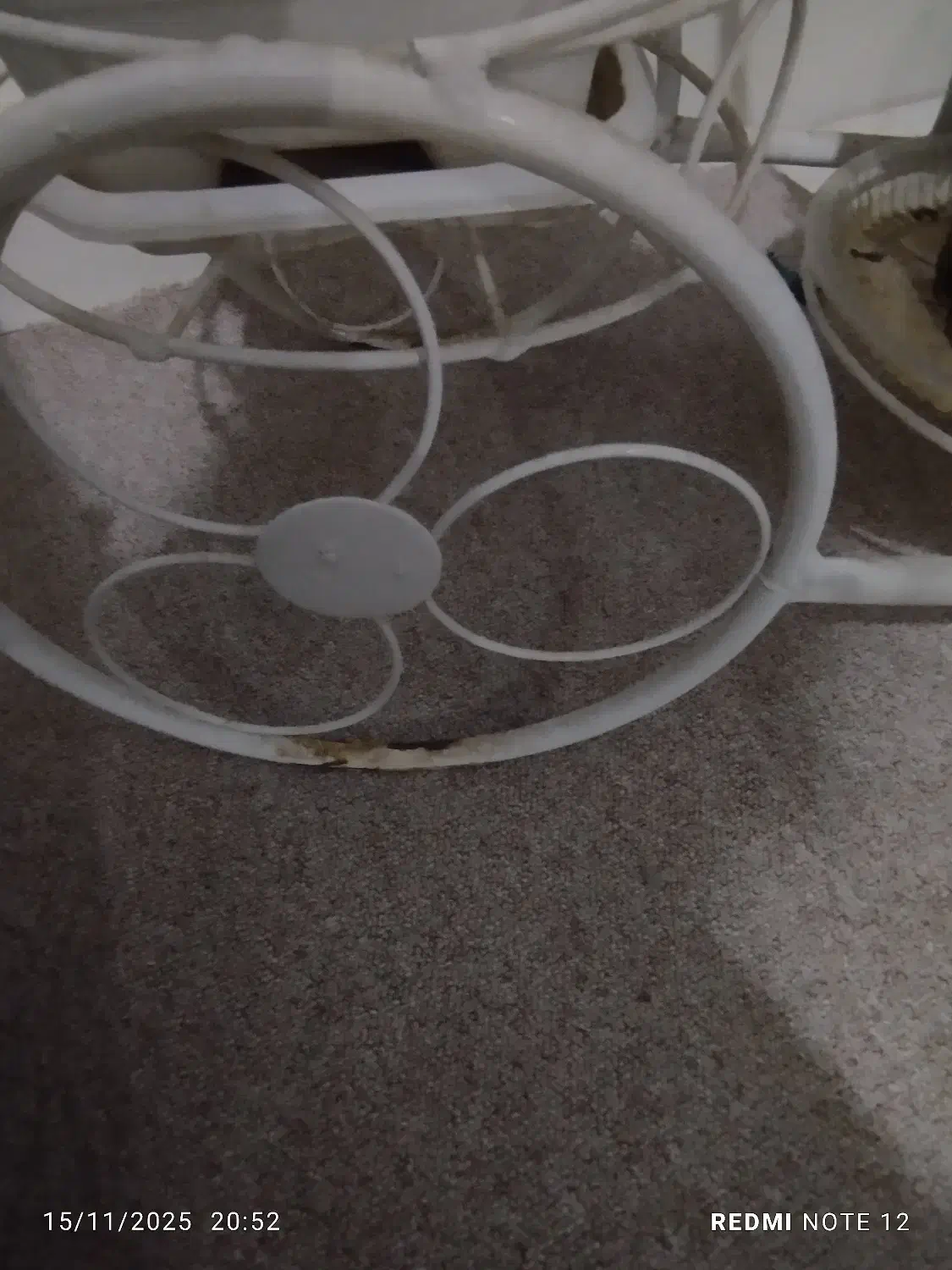 جاگلدونی|گل و گیاه طبیعی|دلیجان, |دیوار