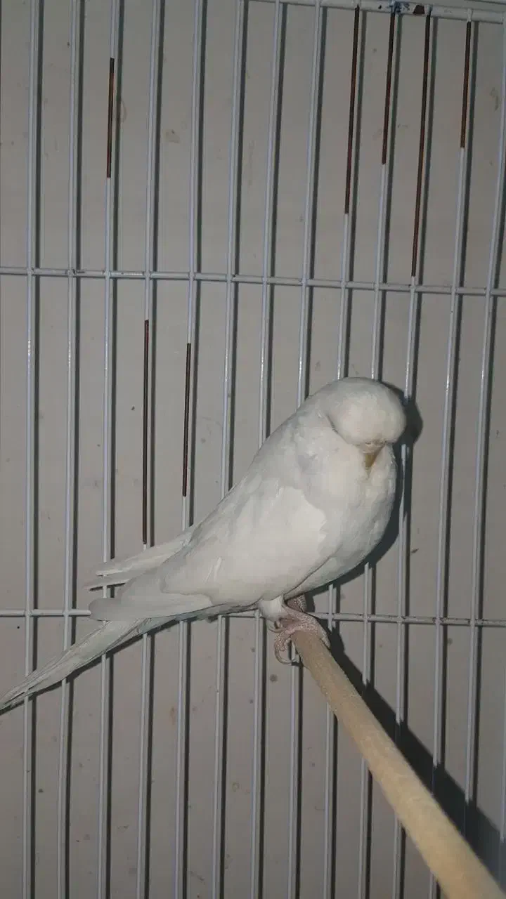 مرغ عشق انگلیسی|پرنده|قزوین, |دیوار