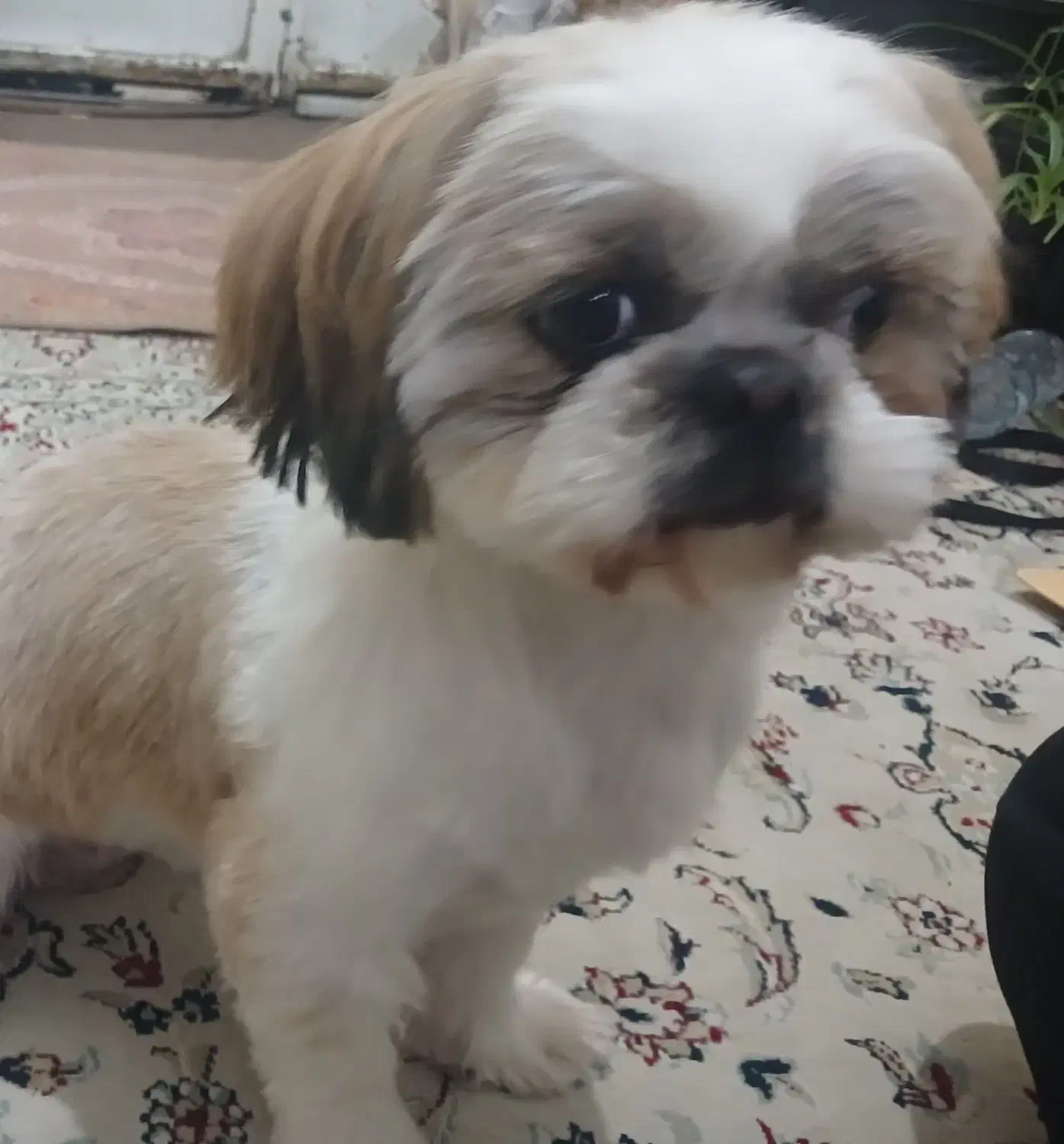 سگ گمشده|حیوانات|شیراز, گویم|دیوار