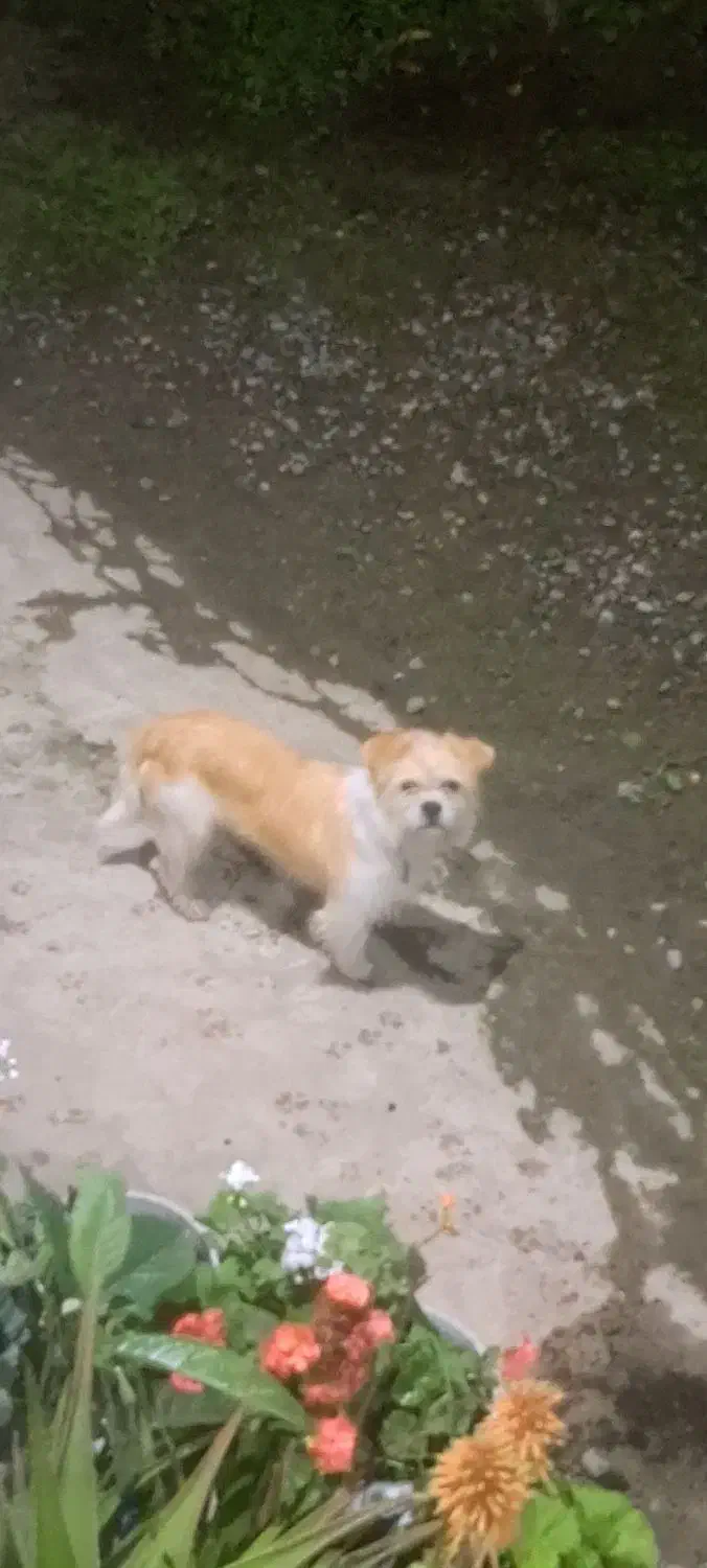 سگ شیتزو ماده|سگ|ماسال, |دیوار