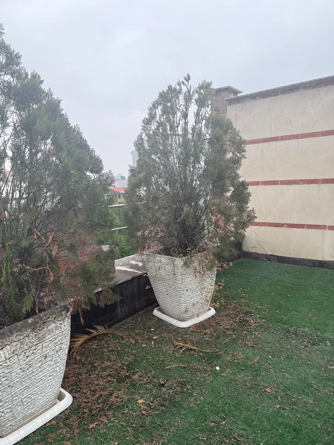 درخت کاج|گل و گیاه طبیعی|رشت, دیلمان|دیوار