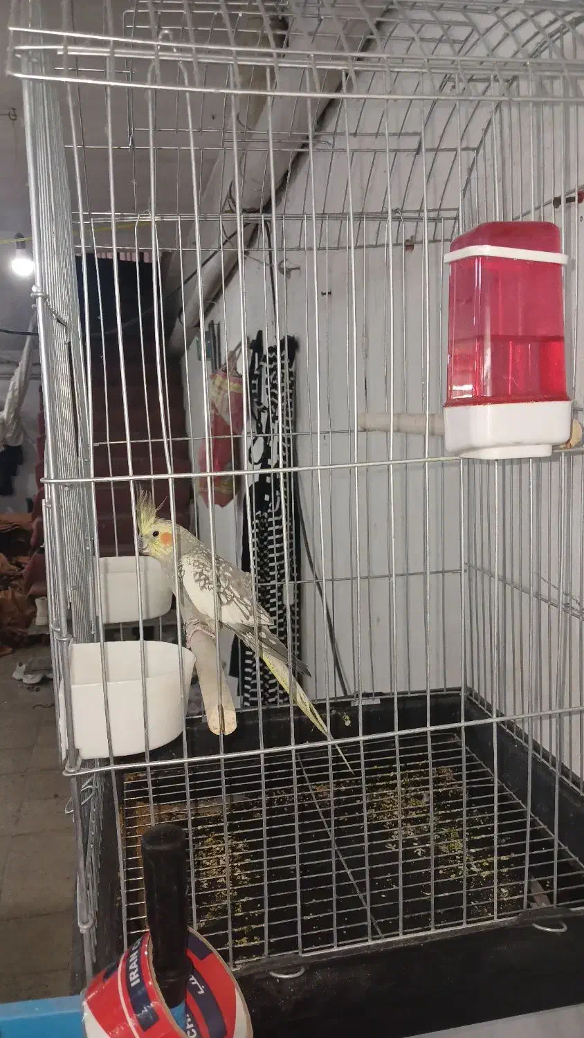 پرنده عروس هلندی|پرنده|ری, سیزده آبان|دیوار