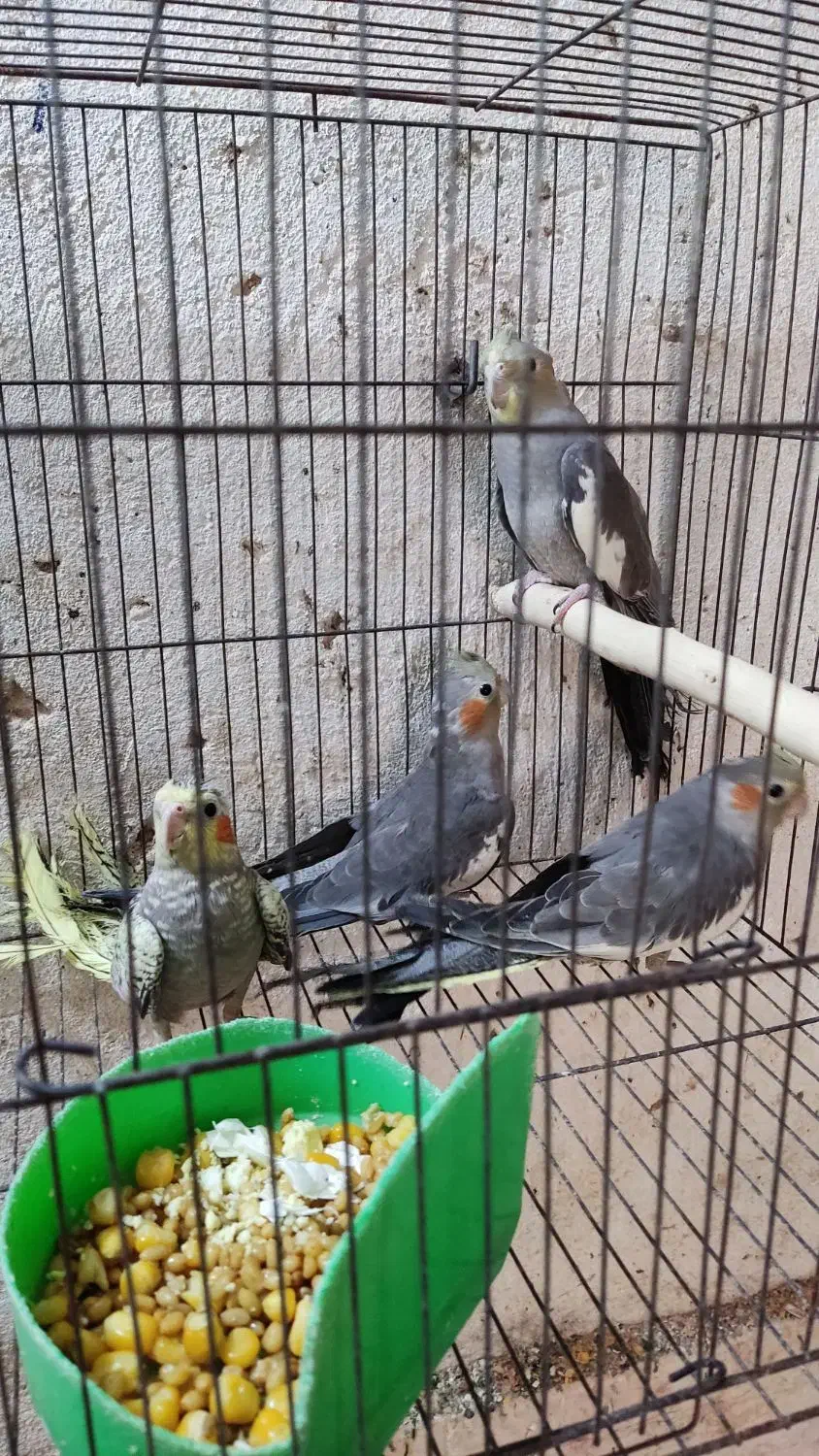 ۴عدد جوجه عروس دونه خور|پرنده|رشت, بازار|دیوار