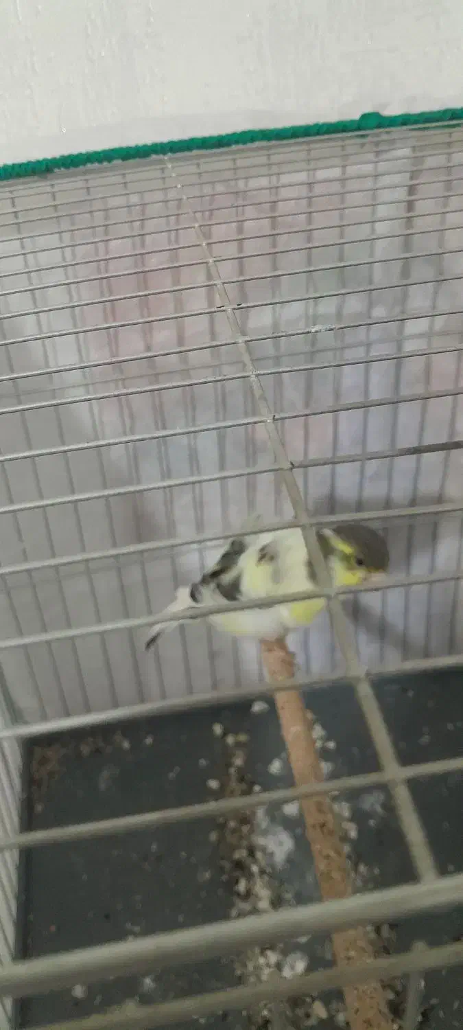 قناری ماده فر آماده اماده|پرنده|شاهدشهر, |دیوار