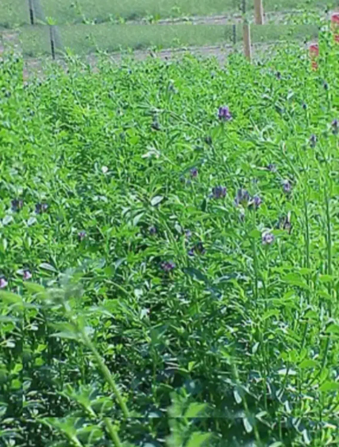 یونجه|حیوانات مزرعه|خرمشهر, |دیوار