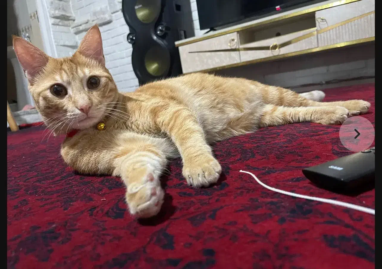 این کوچولو مهربون یه سرپرست میخاد|گربه|شاندرمن, |دیوار