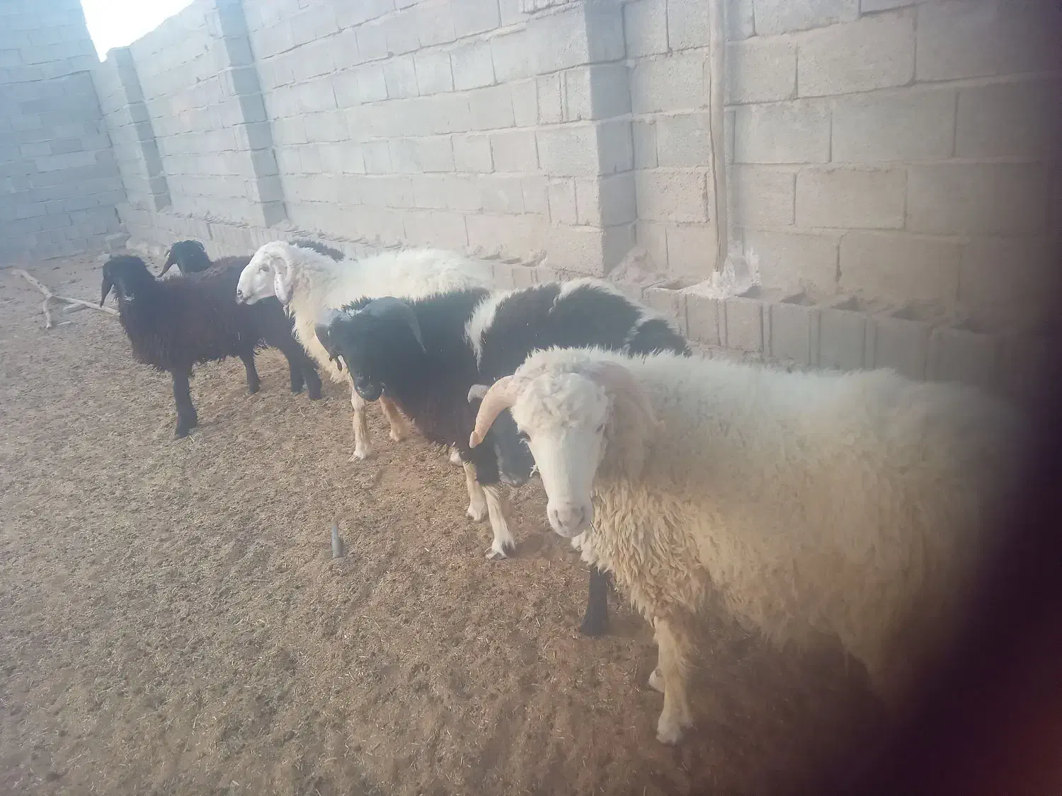 بره میش|حیوانات مزرعه|جهرم, |دیوار