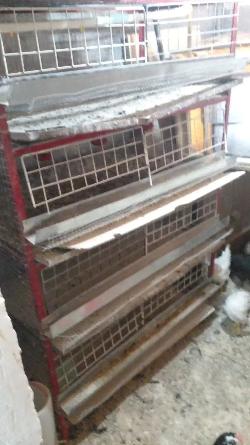 قفس بلدرچین|لوازم جانبی حیوانات|زنجان, |دیوار