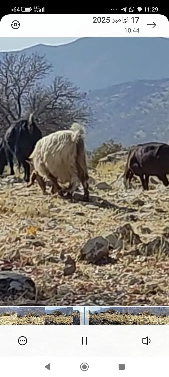 بز درجه یک آبستن|حیوانات مزرعه|یاسوج, |دیوار