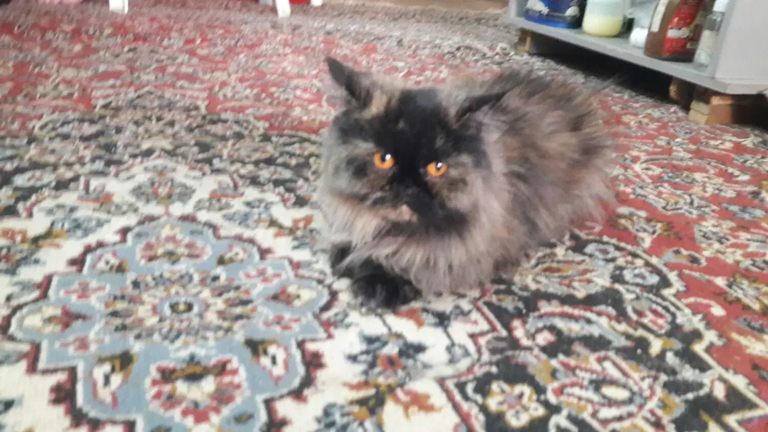 گربه پرشین اصل نر و ماده|گربه|اندیمشک, |دیوار