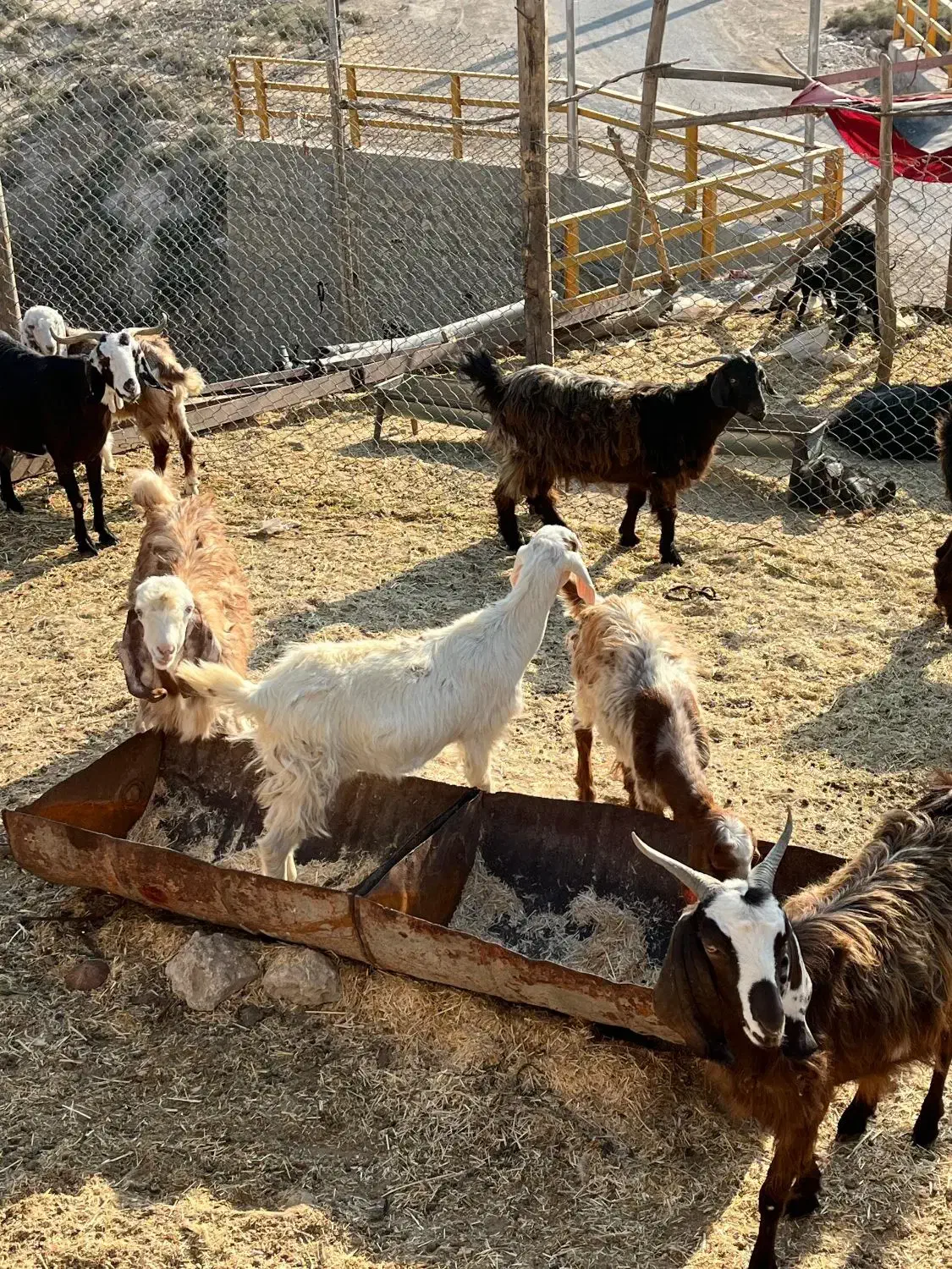 بز نژاددار|حیوانات مزرعه|دره شهر, |دیوار