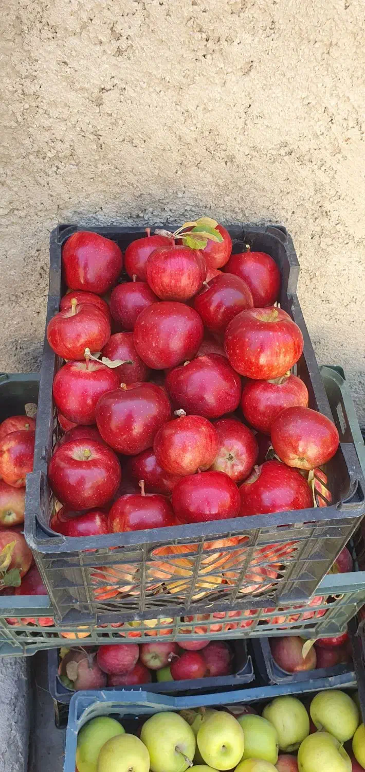 سیب قرمز زرد|خوردنی و آشامیدنی|سجاس رود, |دیوار