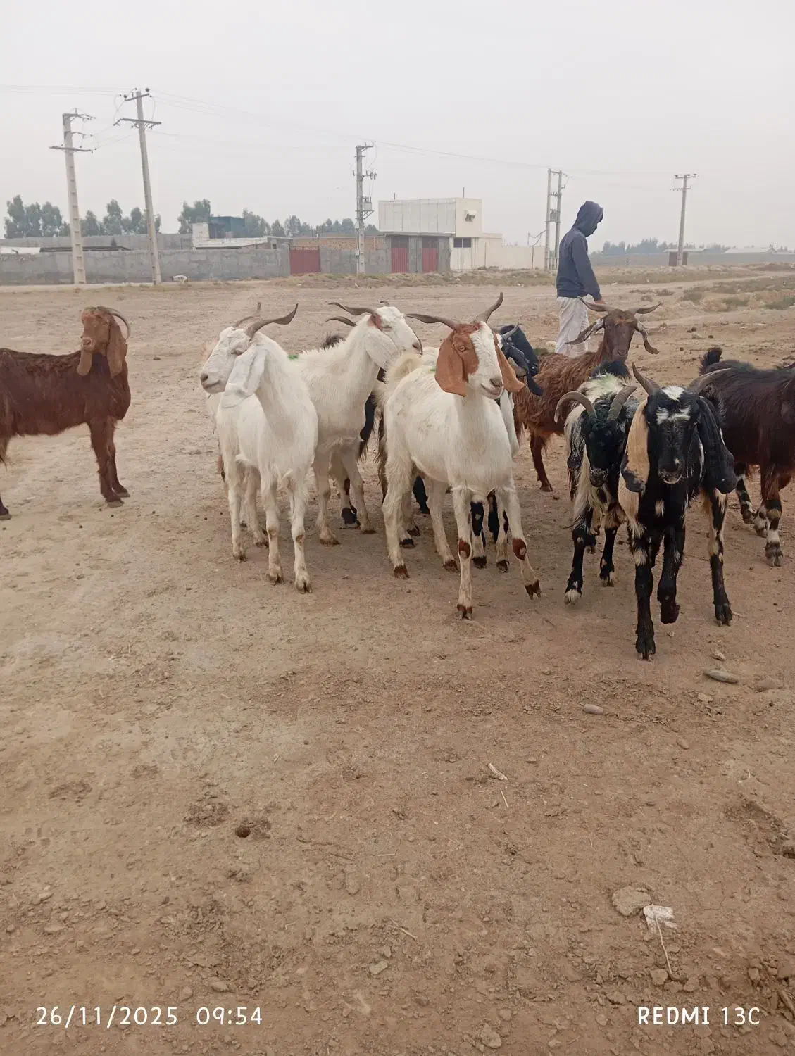 12راس بز شیرکرد|حیوانات مزرعه|گنبد کاووس, |دیوار