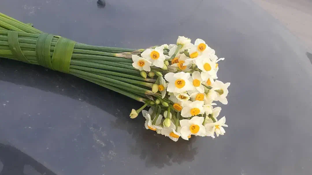 گل نرگس|گل و گیاه طبیعی|قائم‌شهر, |دیوار