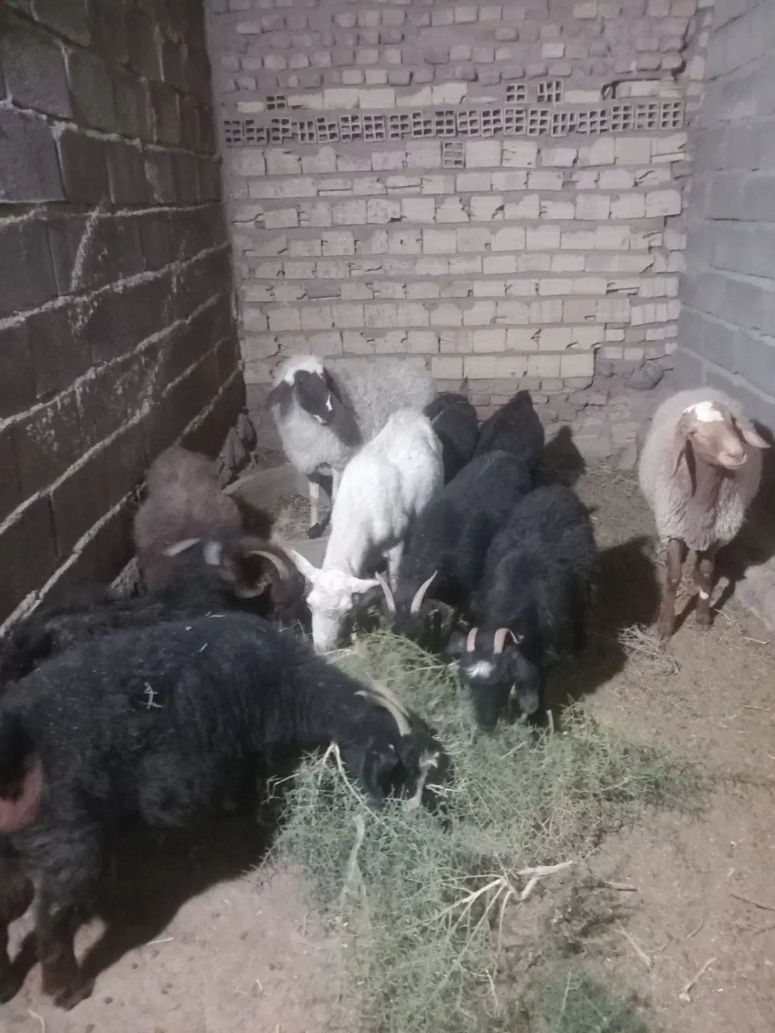 بره نرچاق|حیوانات مزرعه|سربیشه, |دیوار