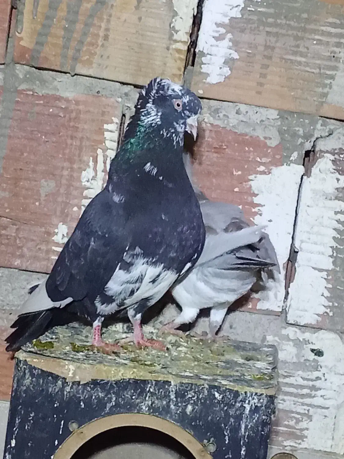 کفتر|پرنده|رستم‌آباد, |دیوار