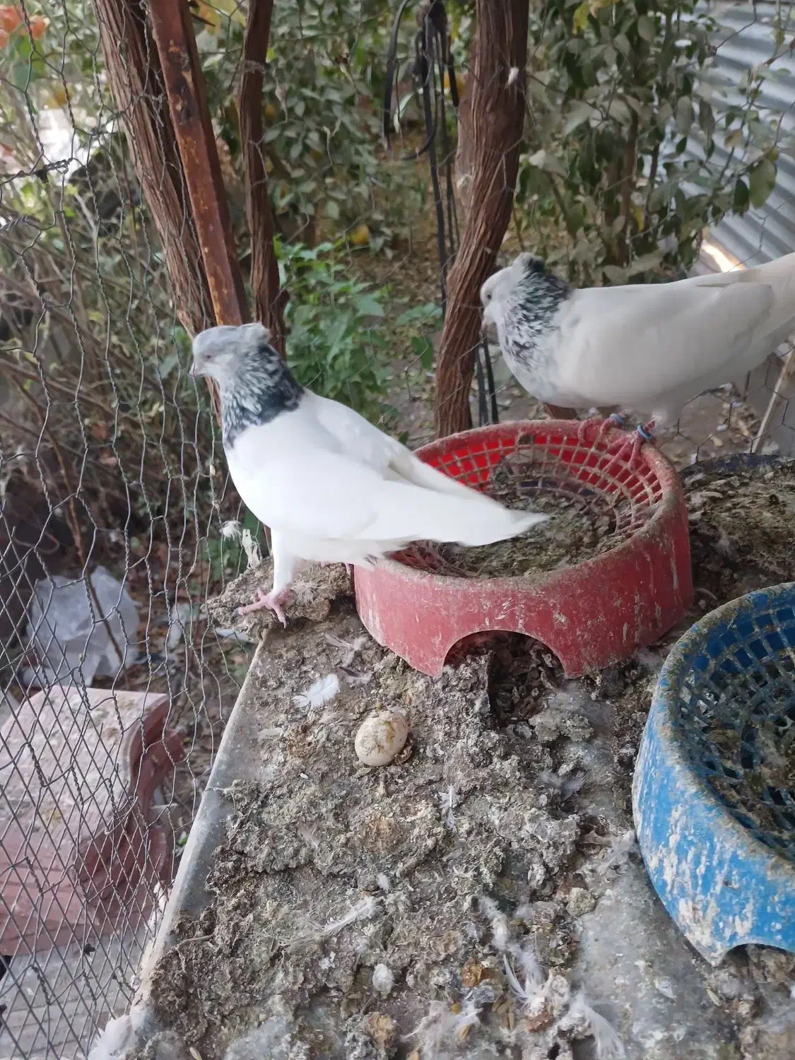 کبوتر|پرنده|نرماشیر, |دیوار