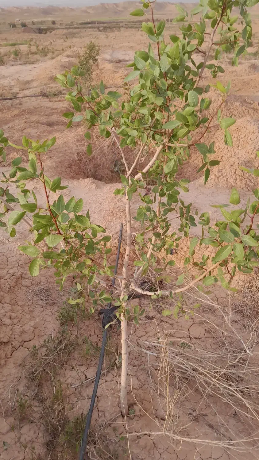 فروش باغ پسته|فروش دفتر صنعتی، کشاورزی، تجاری|تهران, جوادیه|دیوار