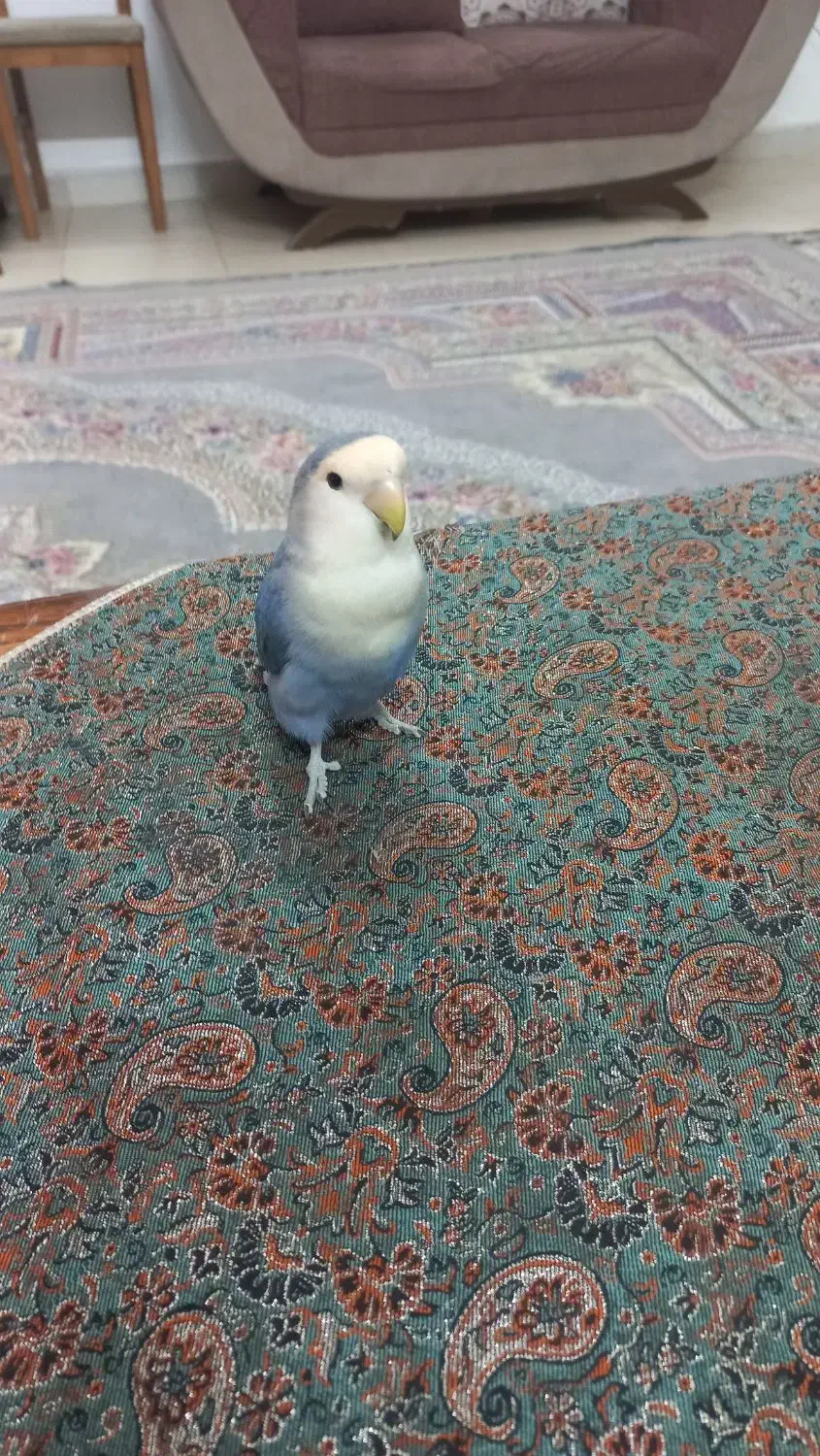 گرینویچ هفت رنگ زیبا|پرنده|مشهد, ایثار|دیوار