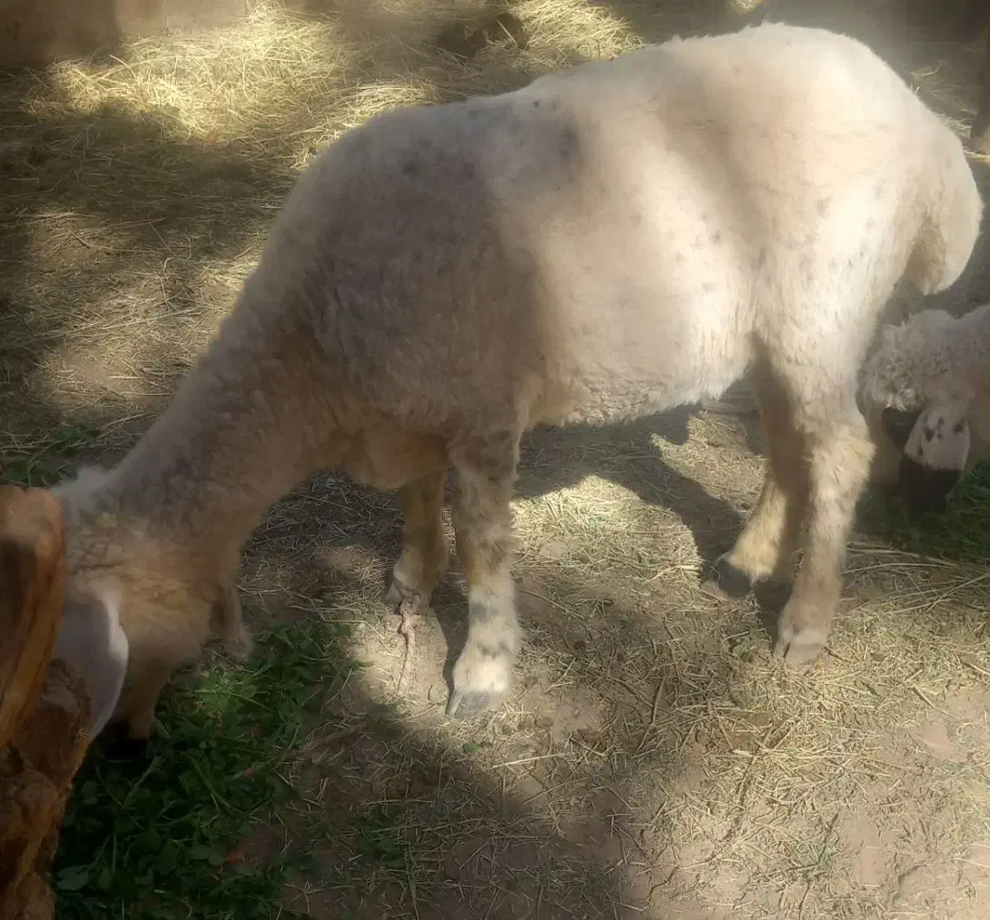 گوسفند|حیوانات مزرعه|نرماشیر, |دیوار