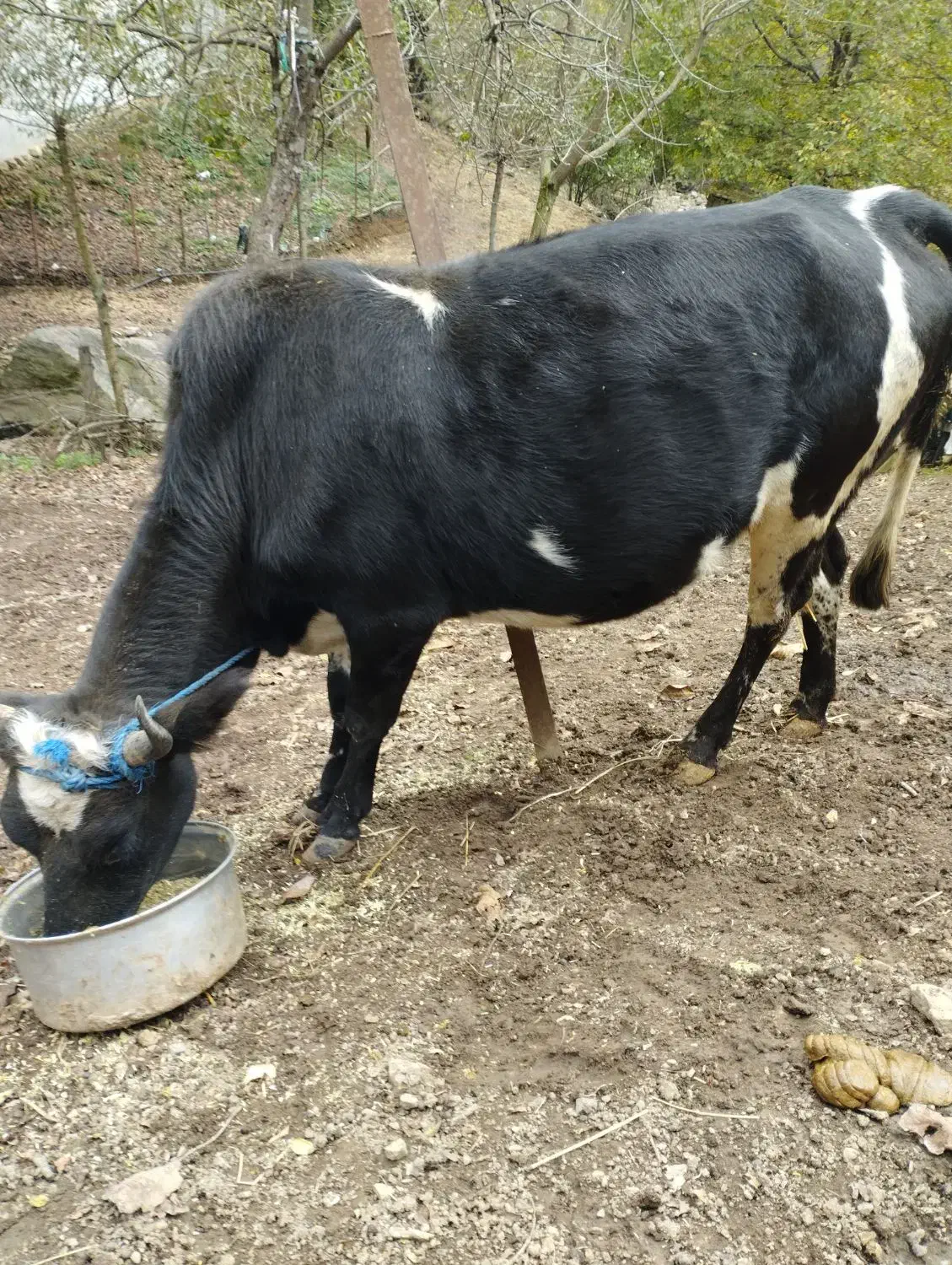 یک راس گاو باردار اولین شکم 7ماه باردار به شرط|حیوانات مزرعه|پرهسر, |دیوار