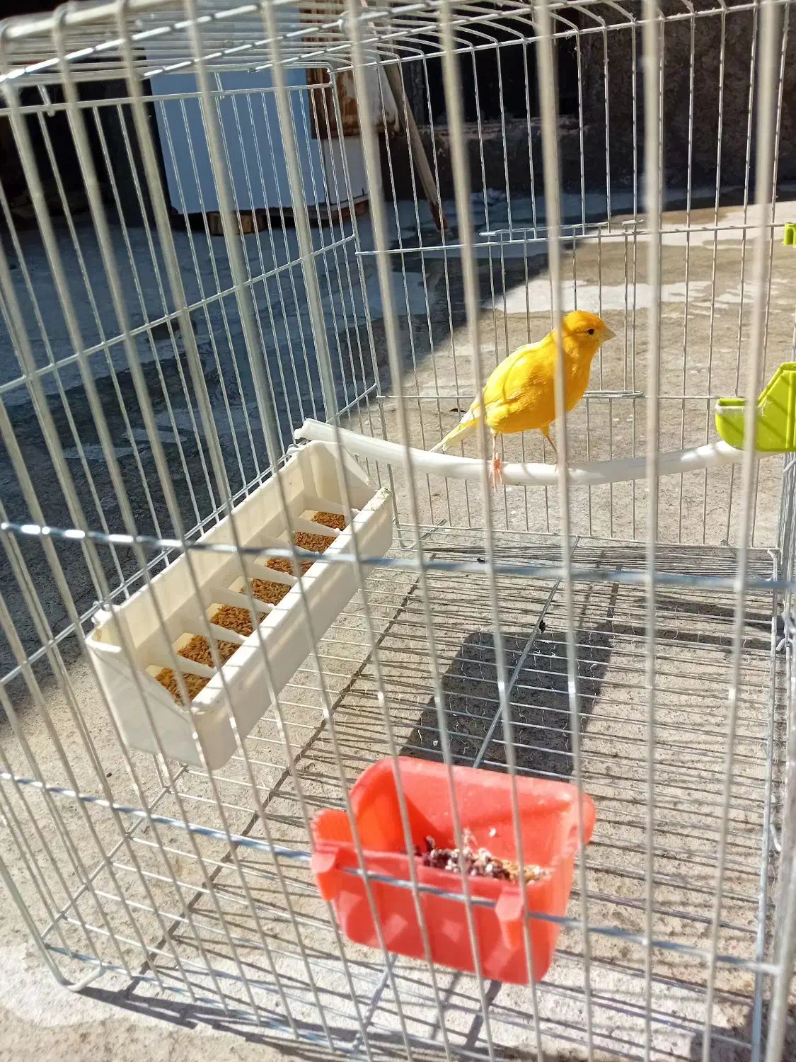 حیوان|پرنده|تبریز, |دیوار