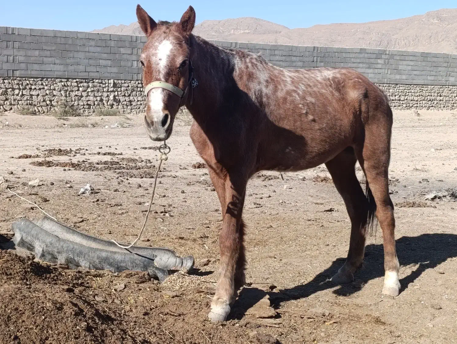 مادیان 4ساله درشت هیکل|اسب و تجهیزات اسبسواری|بجنورد, |دیوار