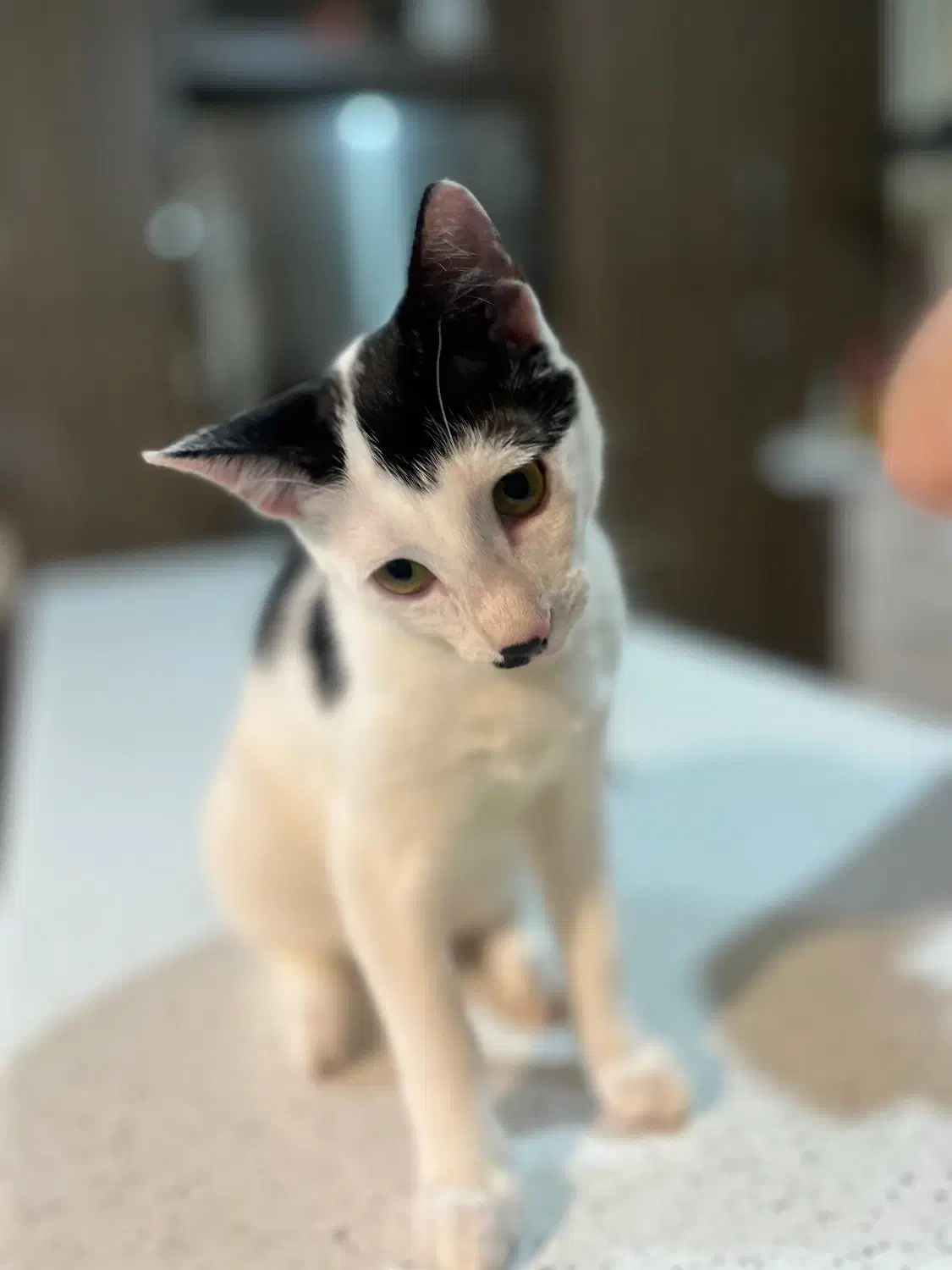 واگذاری گربه دی اس اچ شیطون و خونگرم|گربه|بابل, |دیوار