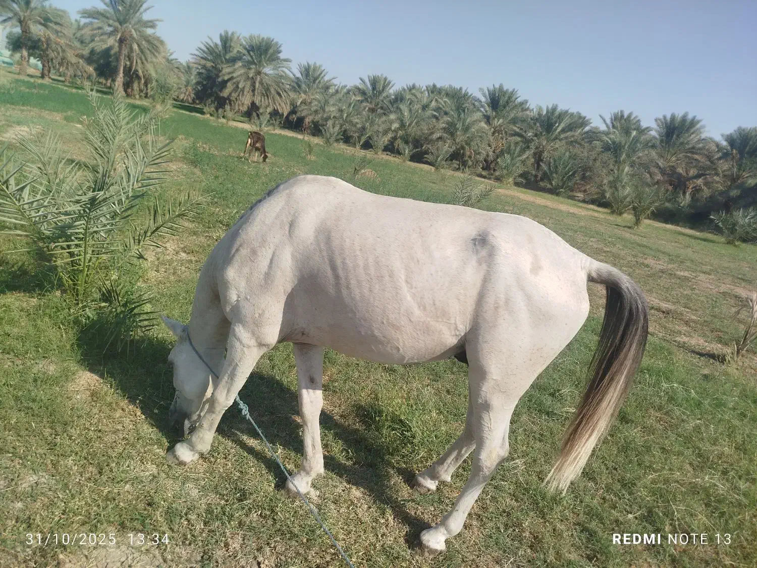 اسب سالم|اسب و تجهیزات اسب‌سواری|جیرفت, |دیوار